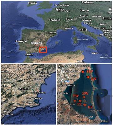 Massive Aggregations of Serpulidae Associated With Eutrophication of the Mar Menor, Southeast Iberian Peninsula